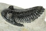 Hollardops Trilobite Fossil - Ofaten, Morocco #311257-3